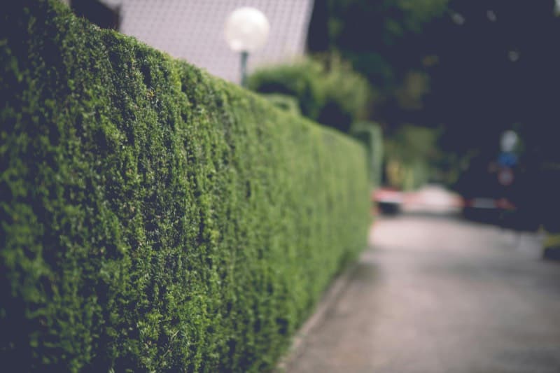 Tree planting & trimming